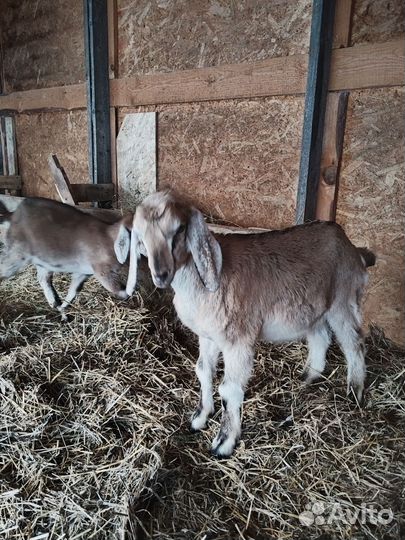 Бараны и гуси