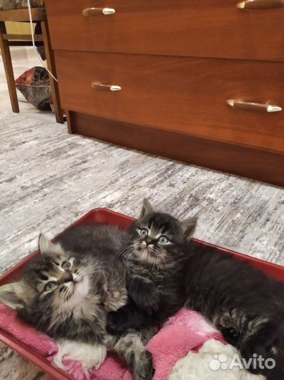 Котята в добрые руки бесплатно