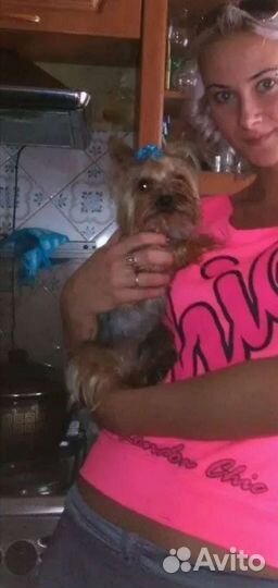 Йоркширский терьер