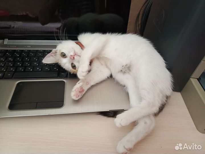 Котенок трехцветный