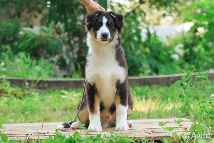 Аусси Австралийская овчарка