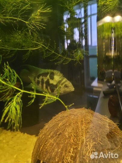 Аквариум с рыбками