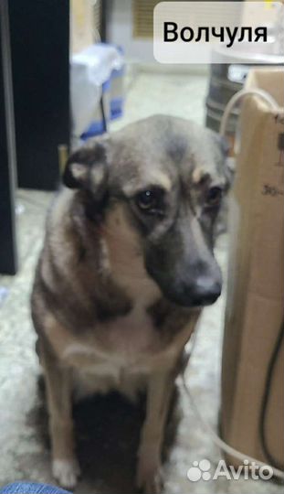 Волча и Карлуша