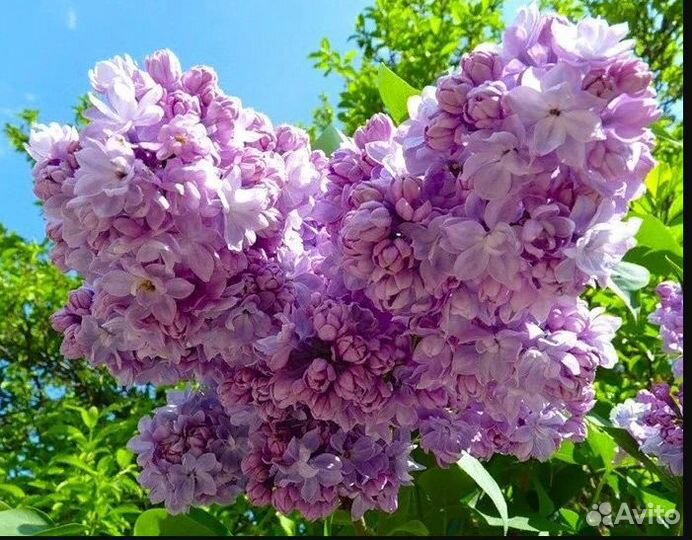 Сирень 10 сортов