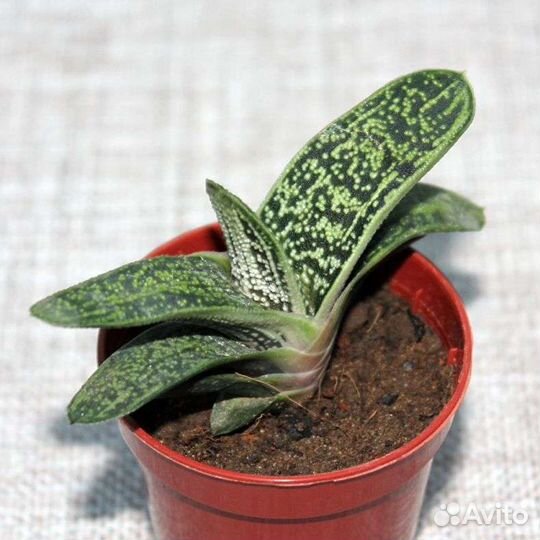 Гастерия литл варти