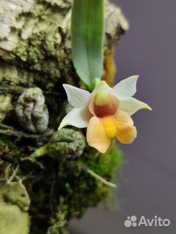 Орхидея миниатюрная. Дендробиум