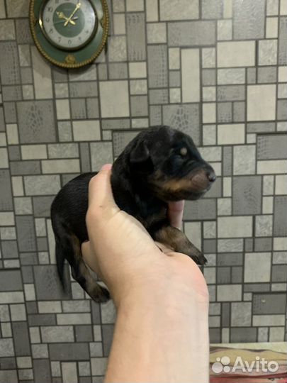 Щенки Добермана