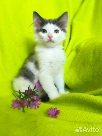 Котёнок в дар