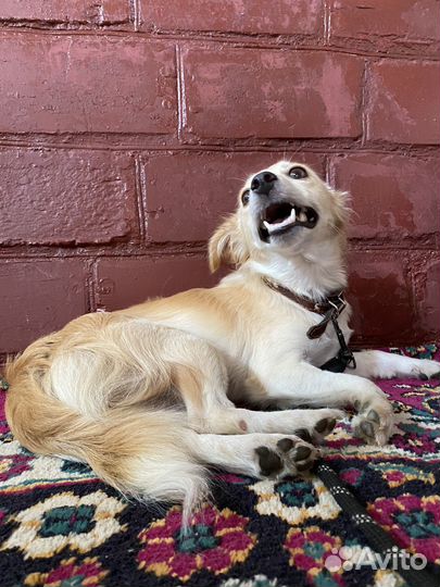 Маленькая собачка в дар в добрые руки