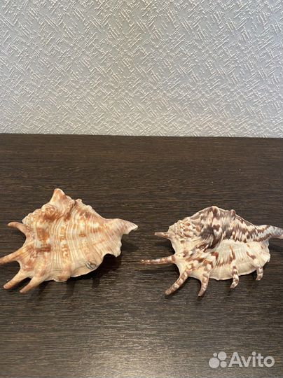 Раковины и морские звезды