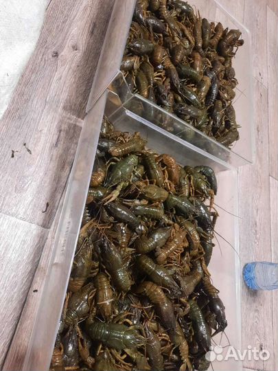 Продам раков