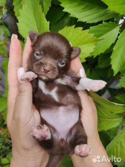 Щенки чихуахуа