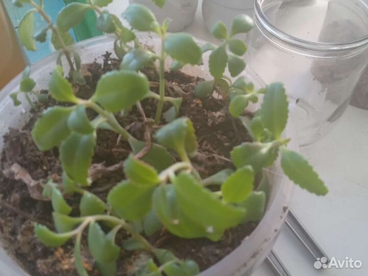 Каланхоэ лечебное