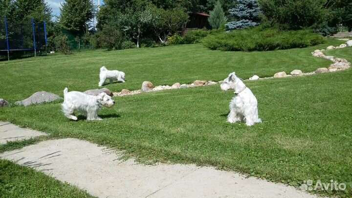 Гостиница для животных