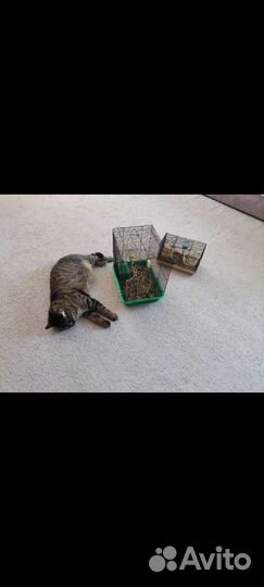 Весёлые хомячки