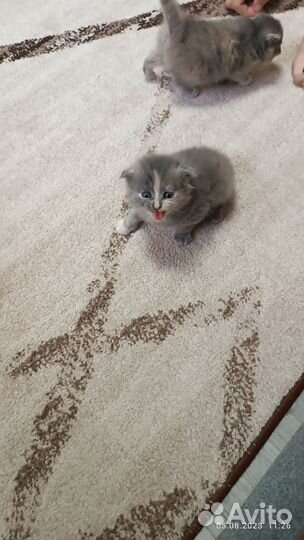 Вислоухие котята