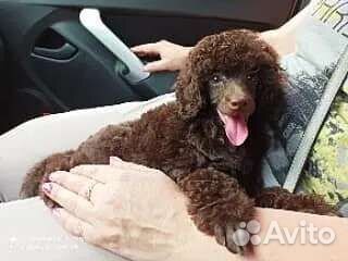 Шоколадные той пудель