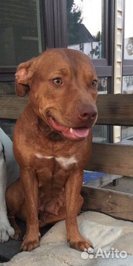 Щенки питбуля, не Прайтер