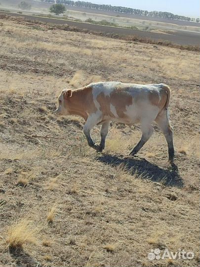 Телята бычки