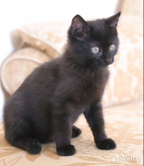 Котик в поиске дома