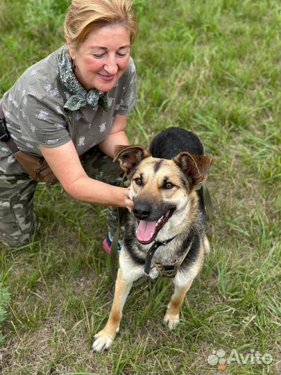Очаровательная собака в поисках дома
