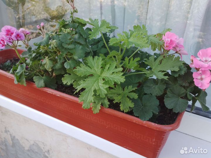 Пеларгония герань
