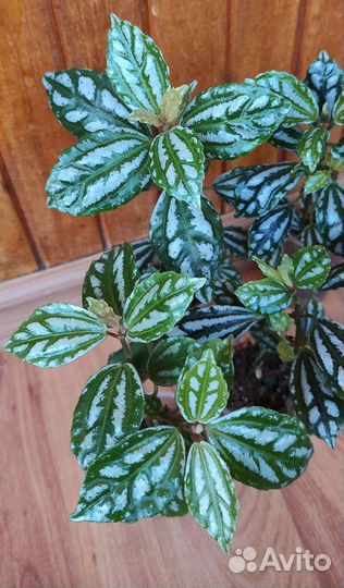 Пилея Кадье