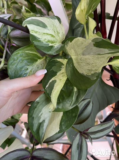 Сциндапсус, эпипремнум, филодендрон