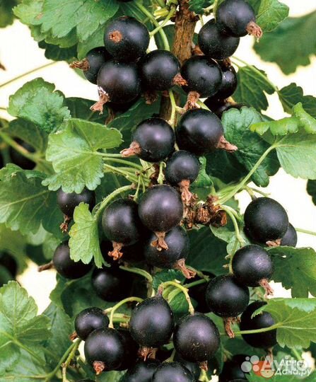 Черная смородина