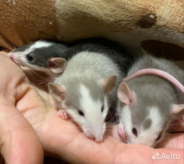 Декоративная крыса дамбо