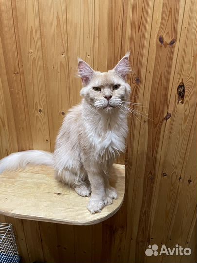 Мейн-кун полидакт