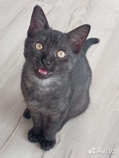 Отдам котенка в добрые руки