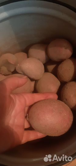 Продам картофель