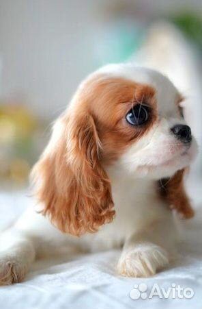 Кинг чарльз спаниель