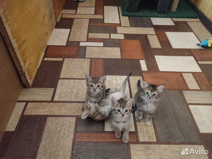 Котята в добрые руки
