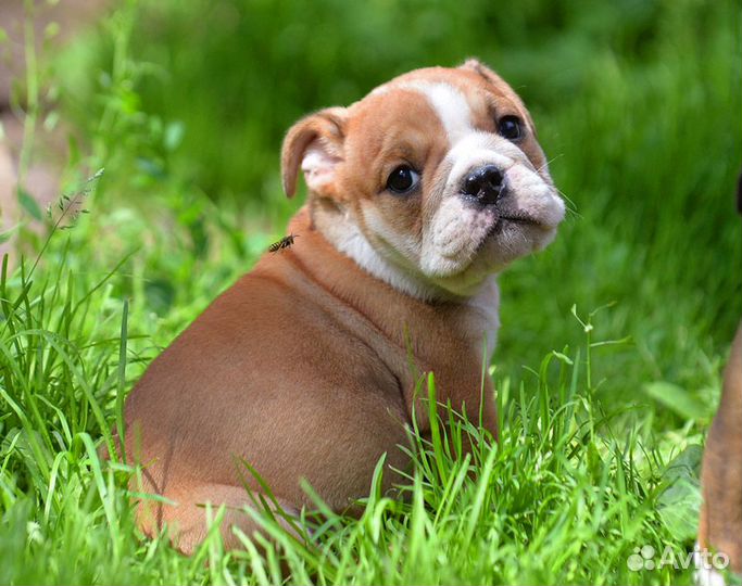 Щенок девочка английского бульдога