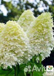 Гортензия метельчатая и древовидная