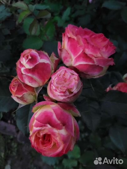Розы саженцы
