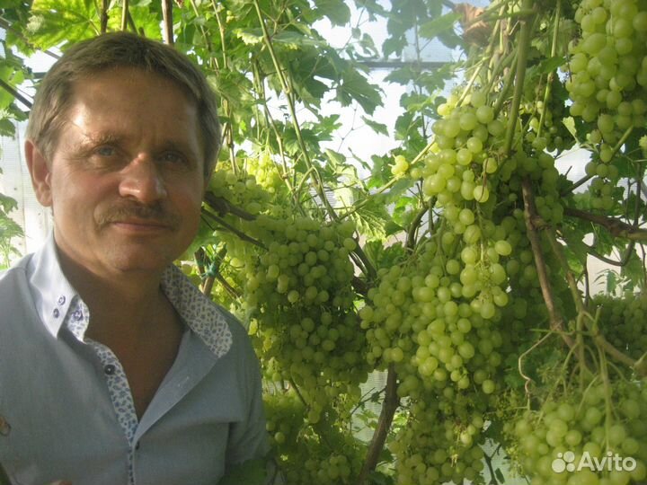 Саженцы винограда, груш и яблонь, клубника