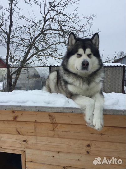 Маламут для вязки