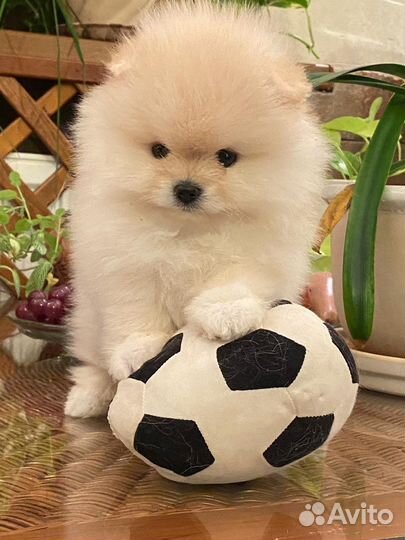 Щенки шпица