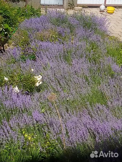 Лаванда букетики