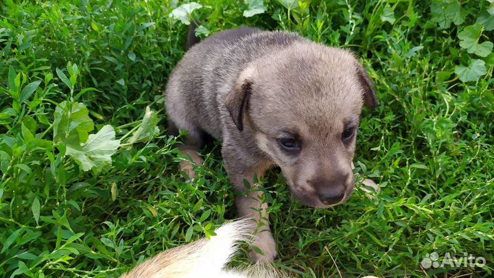 Щенки в хорошие руки