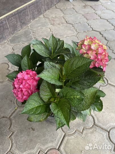 Гортензия широколистная