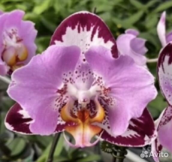 Орхидея бабочка