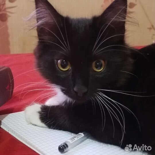 Котенок в добрые руки
