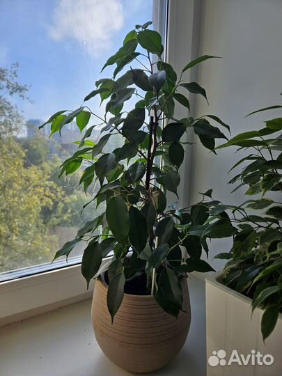 Фикусы кинки, даниэле