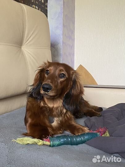 Стандартная длинношерстная такса. Вязка