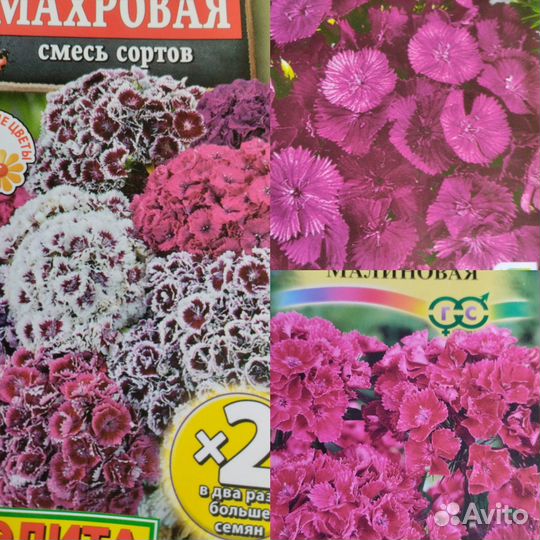 Растения для сада