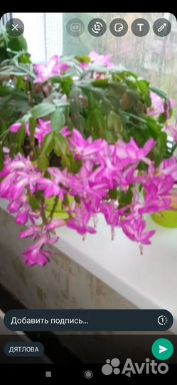 Живые цветы в горшках